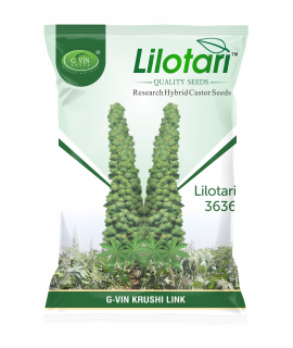 Lilotari 3636 (Research Hybrid Castor Seeds)